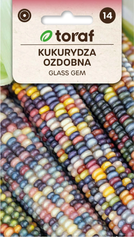 Toraf Kukurydza ozdobna Glass Gem nasiona 2 sklep rajogrodnika
